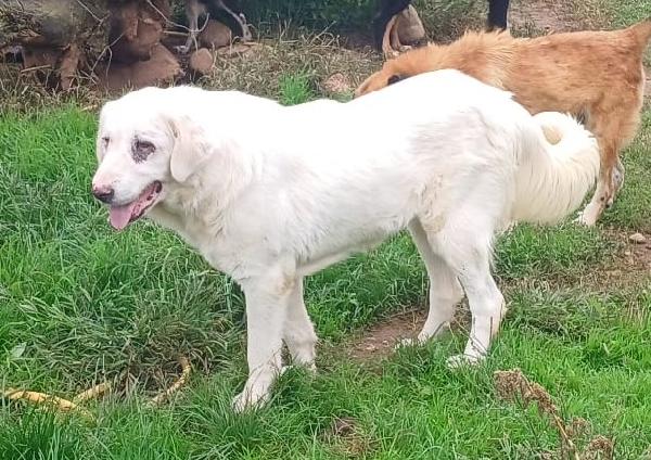 Vita, Cagnolona Dolcissima In Cerca Di Una Bella Famiglia